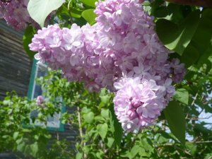 Le lilas, l'une de mes fleurs préférées. Crédit photo: Bernard Germain.
