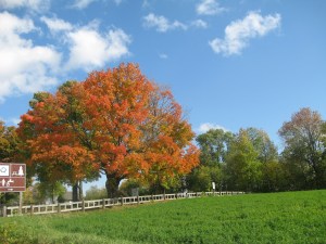 photos 8janv.2015 003