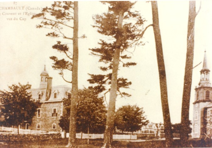 Les grands pins du cap Lauzon... 