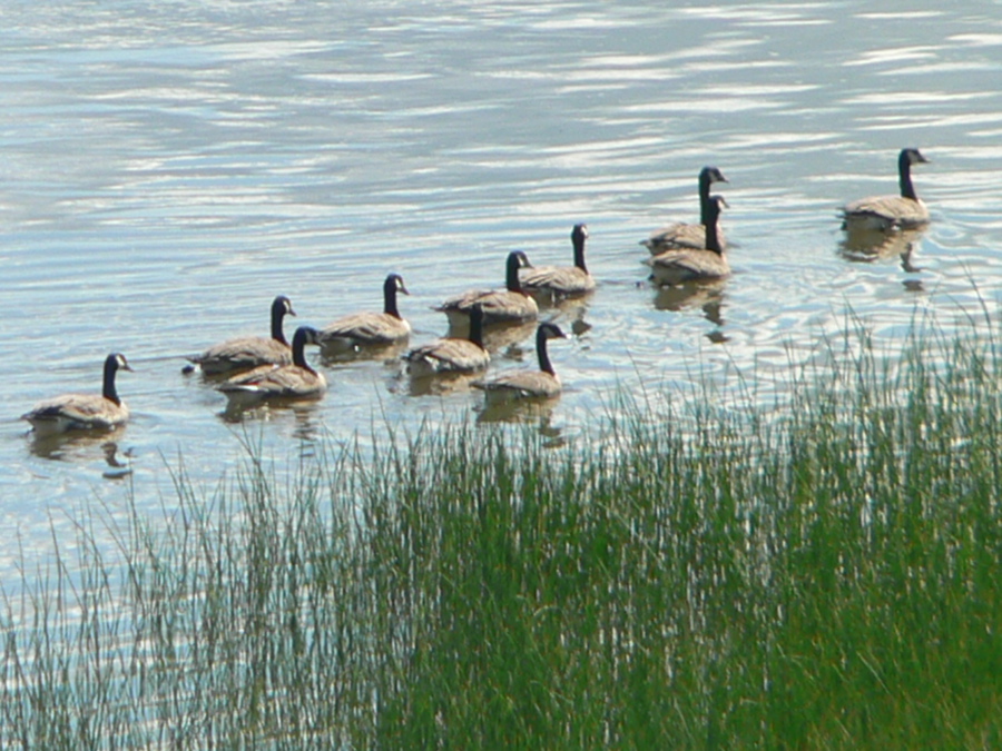 En écoutant les outardes… | Le grain de sel de Mado